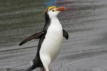 Loài cánh cụt đội 'vương miện vàng' sống trên đảo hoang