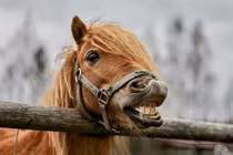 Hành trình của ngựa thuần hóa từ thảo nguyên Á-Âu đến thế giới