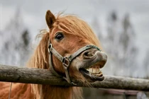 Hành trình của ngựa thuần hóa từ thảo nguyên Á-Âu đến thế giới