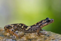 Vẻ ngoài dị hợm của loài lưỡng cư trên đảo giữa Địa Trung Hải 