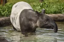 Khám phá loài lợn vòi đặc biệt đã tuyệt chủng ở Việt Nam