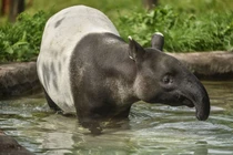 Khám phá loài lợn vòi đặc biệt đã tuyệt chủng ở Việt Nam