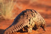 Sự thật gây sốc về loài thú duy nhất có vảy