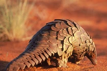 Sự thật gây sốc về loài thú duy nhất có vảy