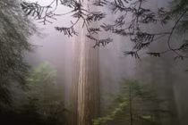 Loài cây cao nhất thế giới, sống nghìn năm, không sợ cháy rừng