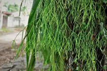 Xương rồng tầm gửi, loài cây đặc biệt thích nghi trong rừng ẩm