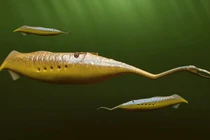 Soi sinh vật hóa thạch kỳ lạ, bí ẩn nhất từng được phát hiện