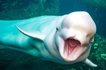 Cá voi trắng Beluga, loài vật thông minh được ví như linh hồn đại dương