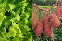 Khám phá loài cây trồng cổ đại giúp giảm đói nghèo 