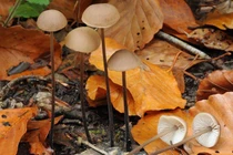 Nấm tỏa mùi tỏi đặc trưng trong rừng sồi