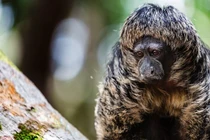 Khỉ thầy tu: Loài khỉ rừng Amazon với ngoại hình độc đáo