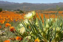 Vương quốc thực vật kỳ thú nhất thế giới, hàng nghìn loài độc nhất vô nhị