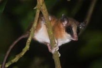 Loài chuột túi nuôi con kỳ lạ, sống trong rừng rậm châu Mỹ