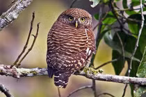 Điều khó tin về loài cú vọ Việt Nam, tí hon nhưng cực thiện chiến 