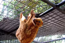 Loài thú biết bay, có 'áo choàng' da giúp lượn xa hàng chục mét