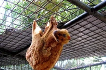 Loài thú biết bay, có 'áo choàng' da giúp lượn xa hàng chục mét