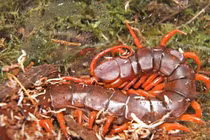 Khám phá loài rết khổng lồ Việt Nam: Sát thủ đêm đáng sợ