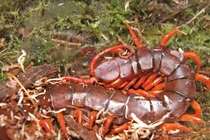  Sát thủ đêm đáng sợ