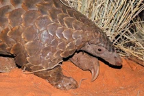 Sự thật kỳ thú về loài tê tê khổng lồ châu Phi bí ẩn