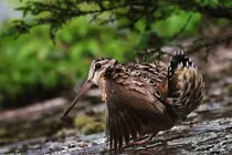 Chiếc mỏ dài của chim rẽ và vai trò trong hệ sinh thái Việt Nam