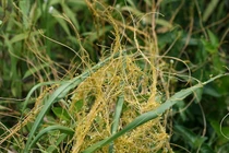 Dây tơ hồng: Ký sinh bí ẩn và tác động đến cây chủ