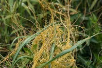 Dây tơ hồng: Ký sinh bí ẩn và tác động đến cây chủ