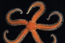 Hành trình kỳ thú của sao biển đuôi rắn trong lòng đại dương