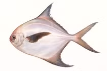 Sự thật về cá chim trắng, loài cá quen mà lạ trên mâm cơm Việt