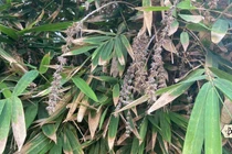 Hiện tượng tre ra hoa: bí ẩn sinh học và ý nghĩa thực sự