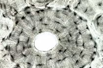 Sự kỳ diệu của công nghệ in 3D sinh học