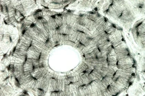 Sự kỳ diệu của công nghệ in 3D sinh học