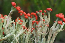  sinh vật cộng sinh độc đáo trong rừng sâu