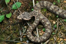 Kỳ lạ loài rắn có sừng quý hiếm độc nhất Việt Nam