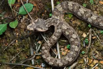 Kỳ lạ loài rắn có sừng quý hiếm độc nhất Việt Nam