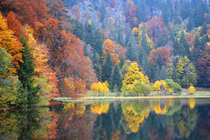 Rừng Đen: Hành trình khám phá vùng đất huyền thoại của Đức