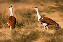 Chim ô tác, gã khổng lồ biết bay của thảo nguyên