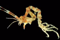 Khám phá loài tôm xương gai kỳ lạ và vai trò trong hệ sinh thái biển