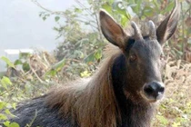 Cận cảnh loài “thần thú” bí hiểm nhất vùng núi cao Việt Nam