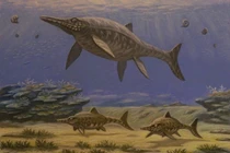 Loài thằn lằn y hệt cá heo, đẻ con dưới nước, bộ não cực phát triển 