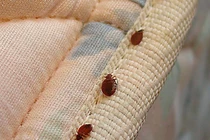 Sốc về loài côn trùng gây ám ảnh toàn cầu, ghét hơn cả gián