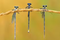 Tiết lộ lý thú về chuồn chuồn kim 