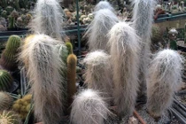 Cây lạ toàn thân phủ trắng như bông, biểu tượng trường thọ được săn lùng