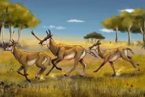 Soi loài móng guốc tuyệt chủng với cặp sừng chưa từng thấy