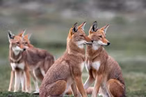 Loài chó hoang quý hiếm sống ở nơi cao nhất châu Phi