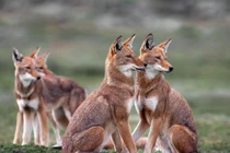 Loài chó hoang quý hiếm sống ở nơi cao nhất châu Phi