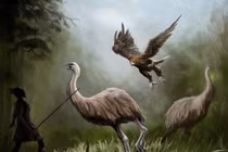 Sắp hồi sinh loài chim Moa khổng lồ thời tiền sử 