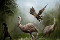 Sắp hồi sinh loài chim Moa khổng lồ thời tiền sử 