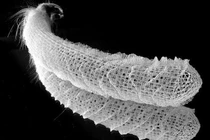 Hải miên giỏ hoa: bí ẩn và vẻ đẹp của sinh vật dưới biển sâu