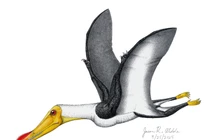 Đặc điểm kỳ lạ của loài thằn lằn bay Anhanguera thời kỳ Phấn Trắng