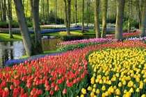 Sự thật thú vị về hoa tulip bạn chưa biết